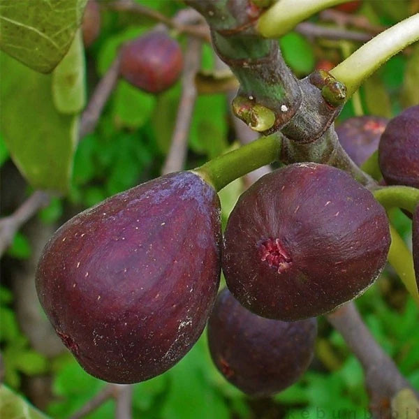 Tin Purple Yordan