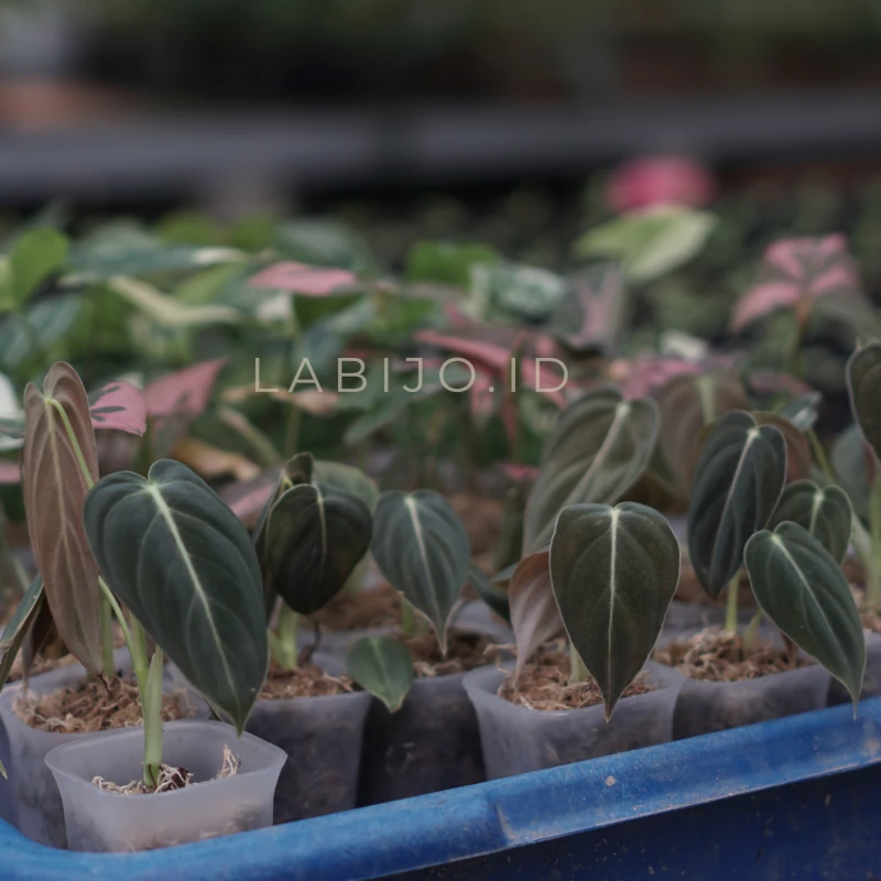 Unique Plant Gifts (Unique plant) live botanical specimen