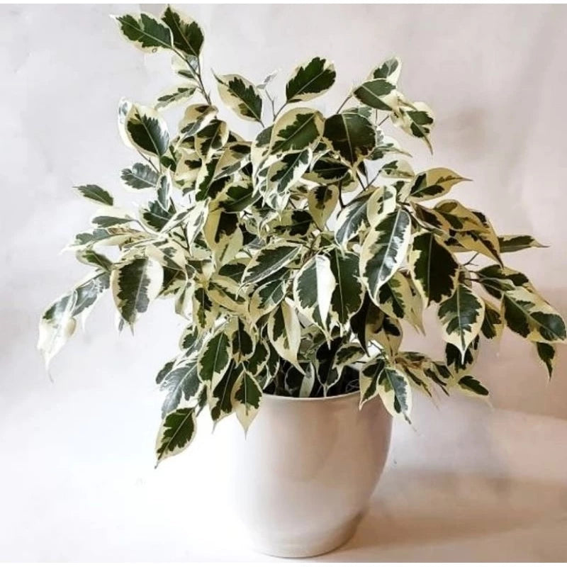 Variegated Ficus Benjamina (Variegated ficus) live botanical specimen