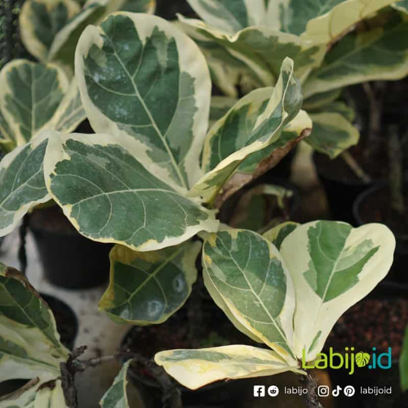 Variegated Fiddle Leaf Fig (Variegated fiddle) live botanical specimen