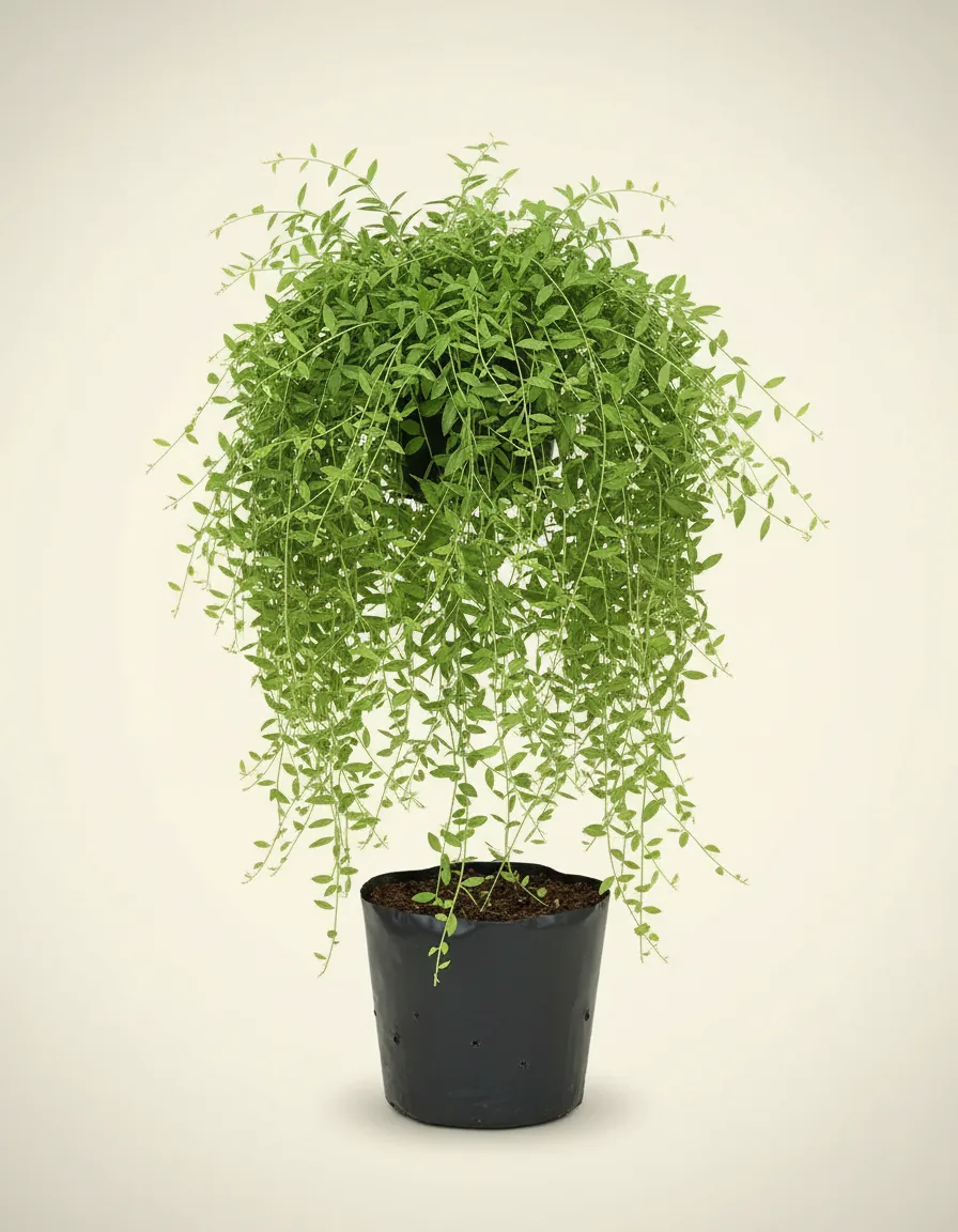 Vernonia Elliptica (Vernonia elliptica) live botanical specimen