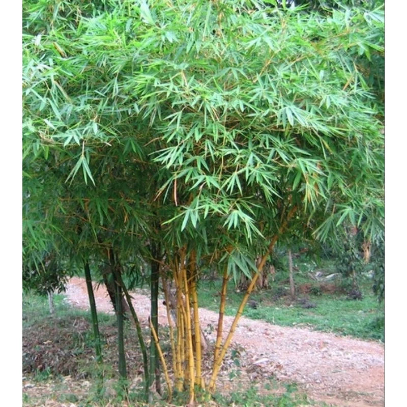 Yellow Bamboo (Yellow bamboo) live botanical specimen