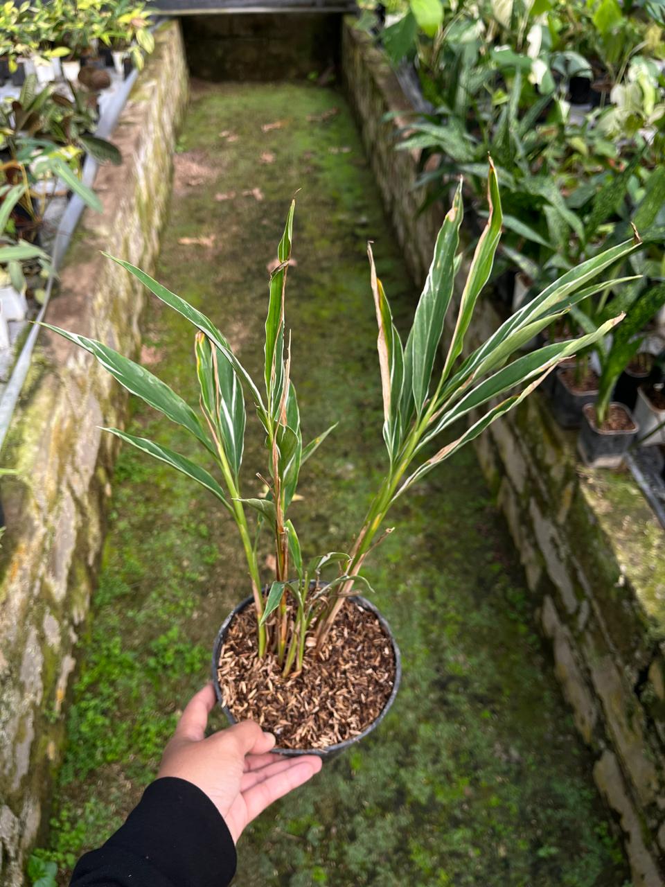 Zingiber Officinale Variegated