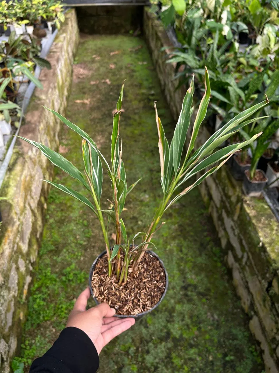 Zingiber Officinale Variegated