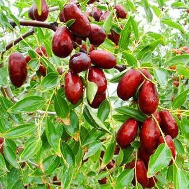 Ziziphus Jujuba