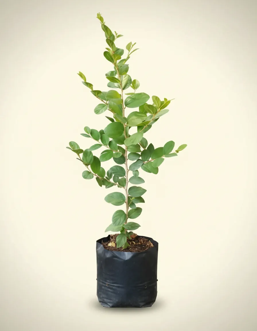 Ziziphus Mauritiana (Ziziphus mauritiana) live botanical specimen